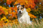 sitzender Jack Russell Terrier