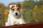 Jack Russell Terrier