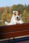 stehender Jack Russell Terrier