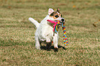 spielender Jack Russell Terrier
