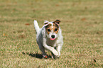 rennender Jack Russell Terrier