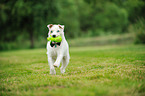 blinder Jack Russell Terrier