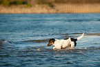 laufender Jack Russell Terrier
