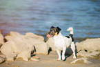 Jack Russell Terrier