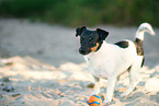 Jack Russell Terrier