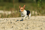 laufender Jack Russell Terrier