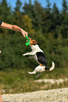 spielender Jack Russell Terrier