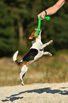 spielender Jack Russell Terrier