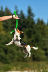 spielender Jack Russell Terrier