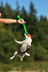 spielender Jack Russell Terrier