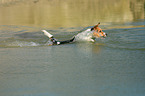 schwimmender Jack Russell Terrier