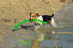 spielender Jack Russell Terrier