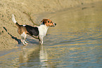 Jack Russell Terrier