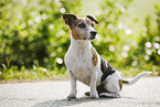 sitzender Jack Russell Terrier