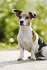sitzender Jack Russell Terrier