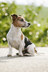 sitzender Jack Russell Terrier