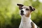 Jack Russell Terrier Portrait