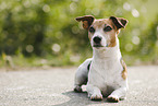 liegender Jack Russell Terrier