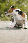 Jack Russell Terrier juckt sich