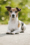 liegender Jack Russell Terrier