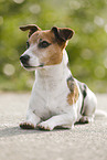 liegender Jack Russell Terrier