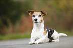 liegender Jack Russell Terrier