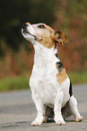 sitzender Jack Russell Terrier