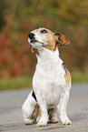 sitzender Jack Russell Terrier