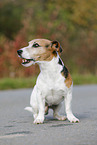 sitzender Jack Russell Terrier