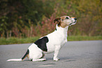 sitzender Jack Russell Terrier