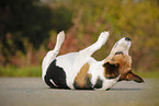 Jack Russell Terrier macht Rolle