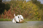 Jack Russell Terrier macht Rolle