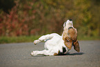 Jack Russell Terrier macht Rolle