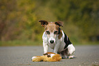Jack Russell Terrier mit Spielzeug
