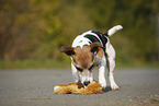 Jack Russell Terrier mit Spielzeug