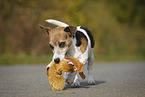 Jack Russell Terrier mit Spielzeug