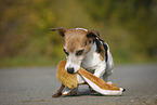 Jack Russell Terrier mit Spielzeug