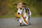 Jack Russell Terrier mit Spielzeug