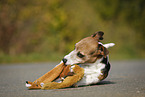 Jack Russell Terrier mit Spielzeug