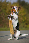 Jack Russell Terrier mit Spielzeug