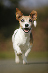 rennender Jack Russell Terrier
