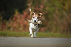 spielender Jack Russell Terrier