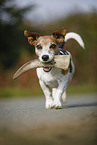 spielender Jack Russell Terrier