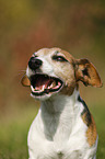 kauender Jack Russell Terrier