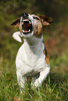 laufender Jack Russell Terrier