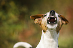 bellender Jack Russell Terrier