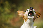 bellender Jack Russell Terrier