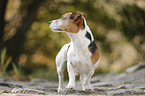 Jack Russell Terrier
