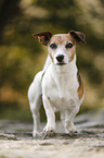 Jack Russell Terrier