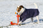 spielender Jack Russell Terrier